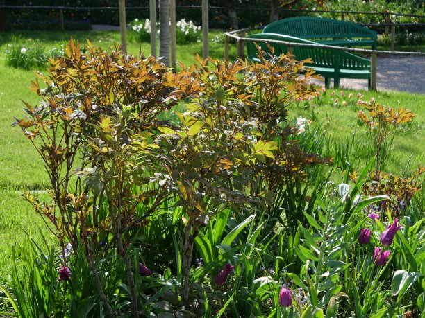 芍药， 郁金香图片下载