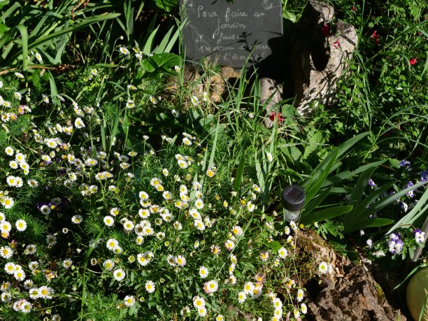 飞蓬属植物karvinskianus图片下载