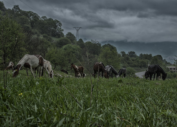 自然界中的野马。沮丧的一天图片下载