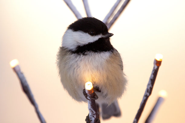 一只毛茸茸的山雀正坐在后院被照亮的树上。图片下载