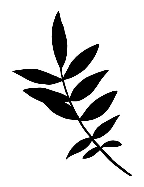 手绘万寿菊叶剪影孤立在白色背景。图片下载