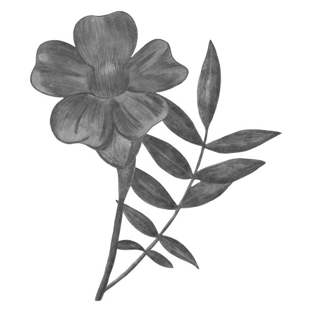 手绘黑白万寿菊孤立在白色背景。图片下载