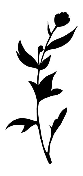 手绘菊花芽剪影与叶孤立在白色背景。图片下载