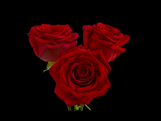 黑色背景上的红玫瑰花束图片下载