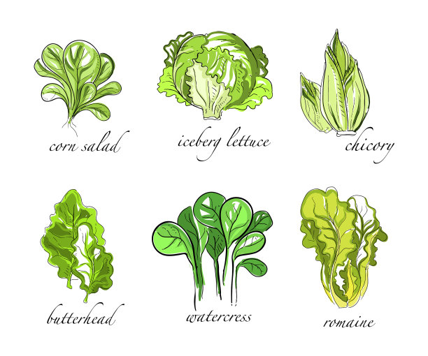 蔬菜沙拉，绿叶蔬菜配玉米图片下载