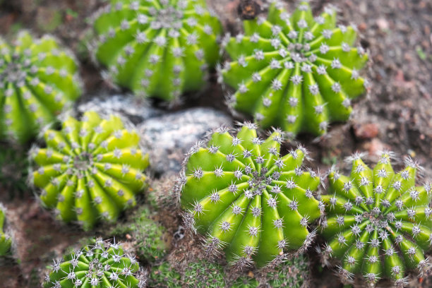 绿色美丽的仙人掌花园特写，俯视图图片下载