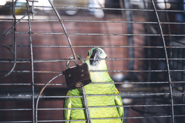 笼子里一只绿色鹦鹉的特写镜头图片下载