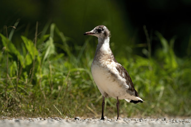 一只鸟在去父母家的路上图片下载