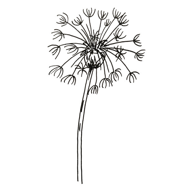 手绘蒲公英野花水彩插图，用于婚礼，假日和装饰设计。花束孤立在白色背景卡片，包装和其他图片下载