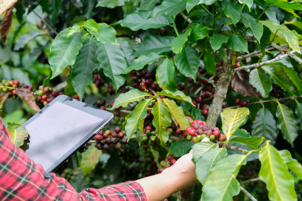 现代亚洲农民使用数字平板电脑，检查咖啡豆成熟的咖啡种植园。现代技术在农业生长活动中的应用概念。图片下载