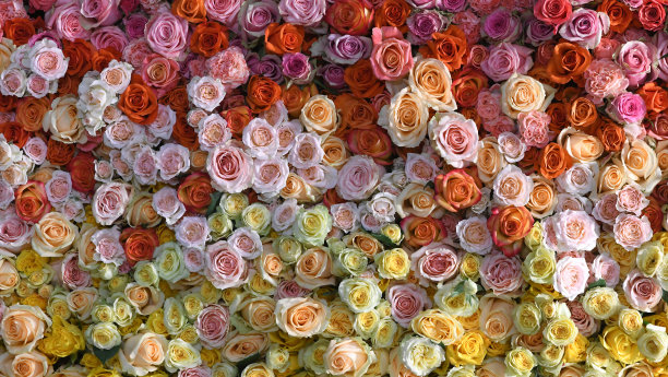 花墙背景惊人的红色，橙色，粉红色和黄色玫瑰。花卉图案背景。手工制作婚礼装饰。混合彩色花朵背景。鲜艳的玫瑰颜色混合。情人节或母亲节背景。图片下载