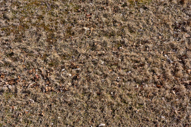 春草和刚刚融化的雪从表面消失图片下载