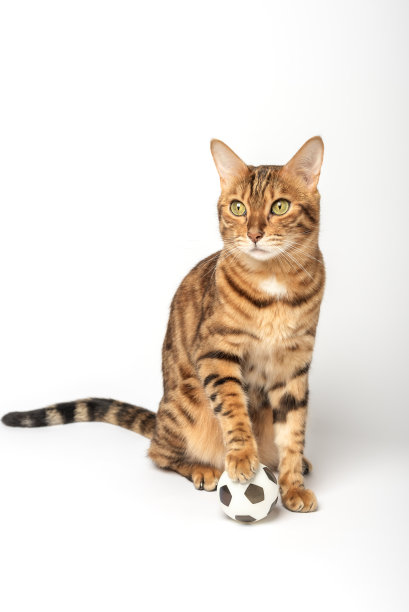 一只孟加拉猫正在玩一个白色背景上的玩具足球。猫玩具。图片下载