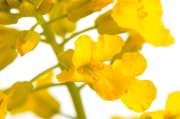 油菜花特写图片下载
