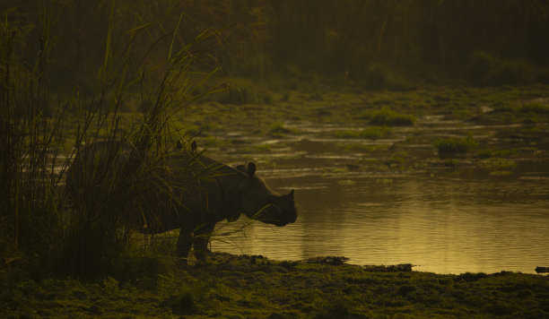 国家公园湖边一头犀牛的深色照片图片下载