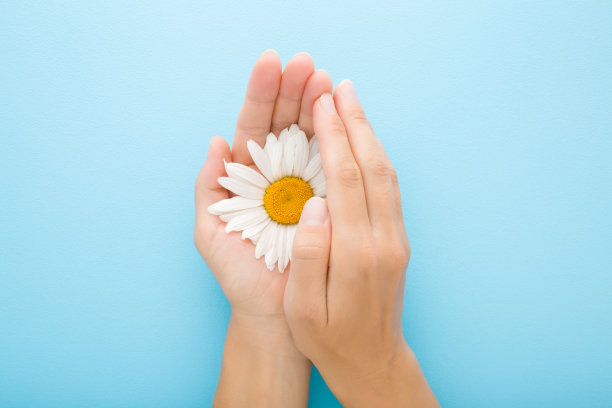 大，美丽，新鲜，白色雏菊花在年轻成年女子手掌上浅蓝色的桌子背景。柔和的颜色。特写镜头。视角镜头。安全的概念。自顶向下视图。图片下载