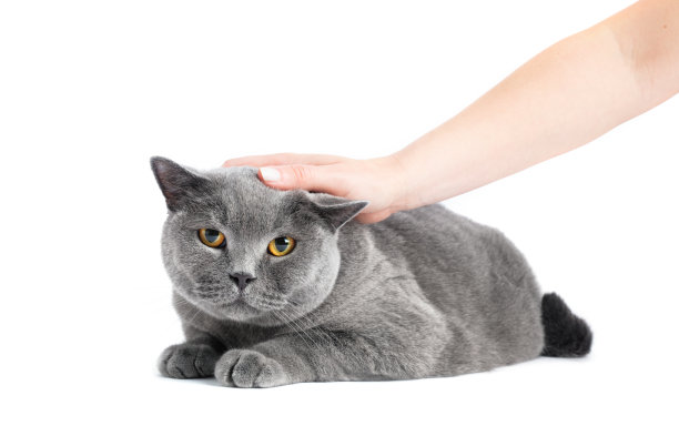 中风和宠物英国猫隔离在白色上图片下载