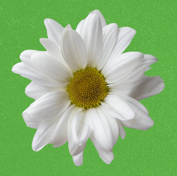 美丽的白色洋甘菊(玛格丽塔)孤立在绿色背景。文本的复制空间。准备好的贺卡图片下载