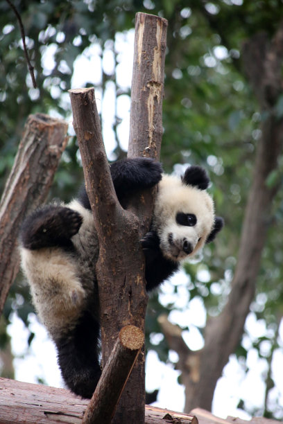 在中国成都熊猫基地，一只熊猫幼崽正在爬上树干图片下载