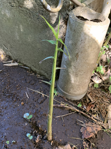 日本竹笋图片图片下载