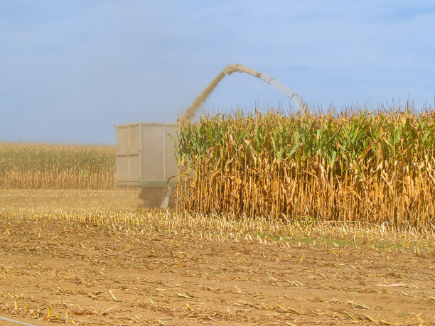 在尘土飞扬的田野里收割玉米图片下载