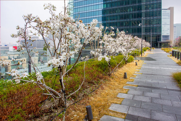 令人惊叹的公园——京都火车站旁十层楼的白玉兰小花树图片下载