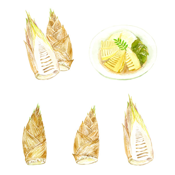 竹笋水彩画图片下载