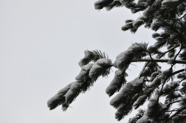 松针上的雪。一根松枝上盖满了白色的雪，近看。冬天常绿树枝上的雪图片下载