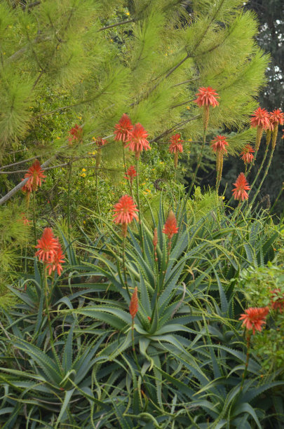 盛开的芦荟，药用植物的大花朵图片下载
