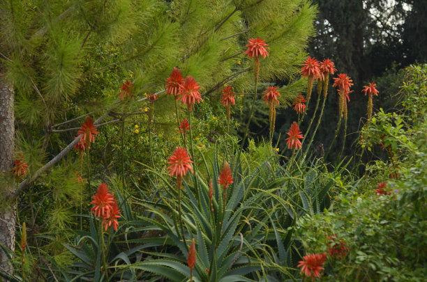盛开的芦荟，药用植物的大花朵图片下载
