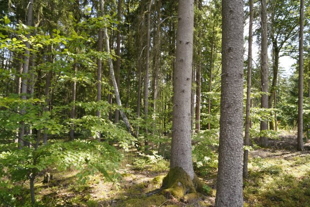 气候变化、干旱和风暴以及森林砍伐导致的森林枯死图片下载