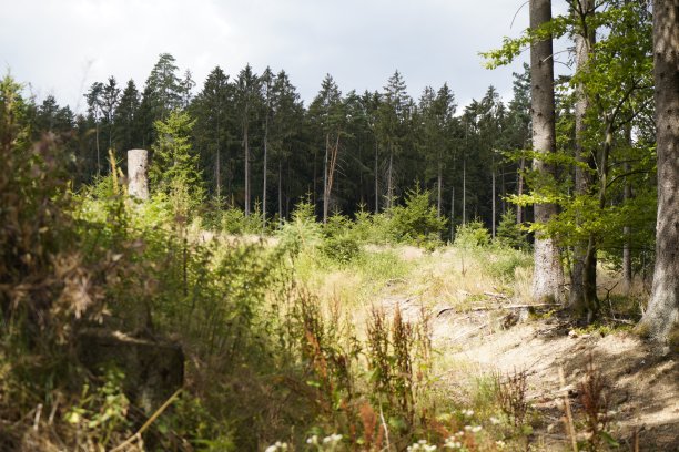 气候变化、干旱和风暴以及森林砍伐导致的森林枯死图片下载