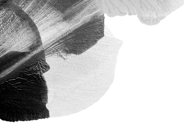 黑白抽象丙烯绘画色彩纹理在白纸背景上采用罗夏墨渍法图片下载