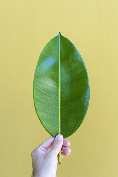 手里拿着绿叶，背景是有纹理的彩色街道墙。极简，创意，设计理念。图片下载