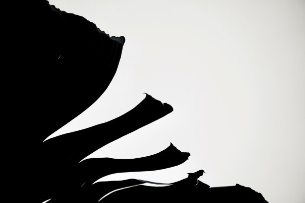 叶和复制空间的剪影。图片下载