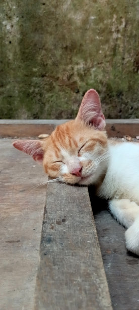 昏昏欲睡的麻糬，家里有只漂亮的猫图片下载