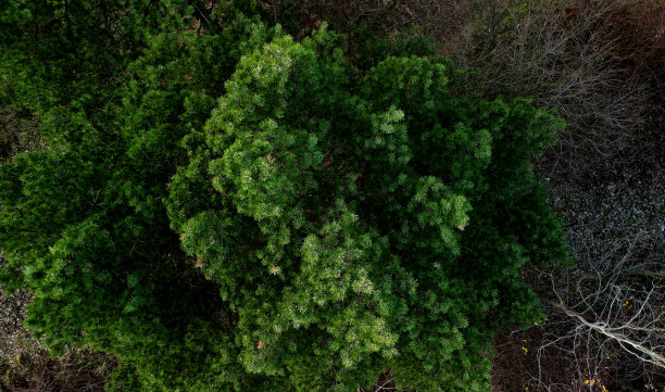 从上面看松树树冠的垂直视图。一架无人机正对着浓密的树冠拍摄到一根针图片下载