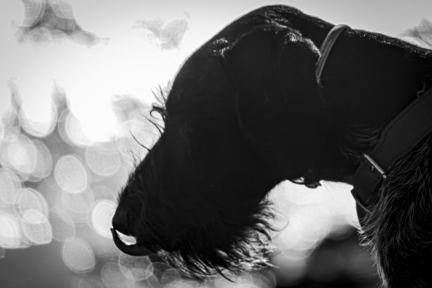 幼犬德国刚毛指针舌头不稳图片下载