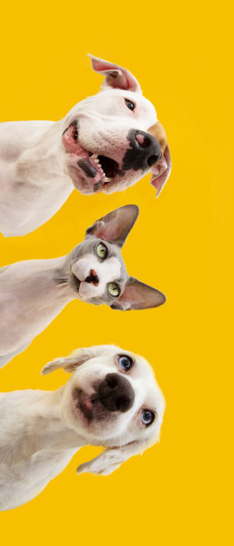 横幅竖三搞笑宠物夏天。猫和狗做鬼脸。隔离在黄色背景上图片下载