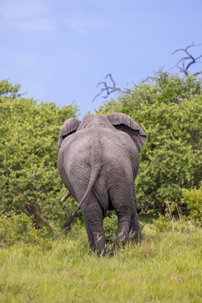 这是一头非洲大象走进丛林的背影图片下载
