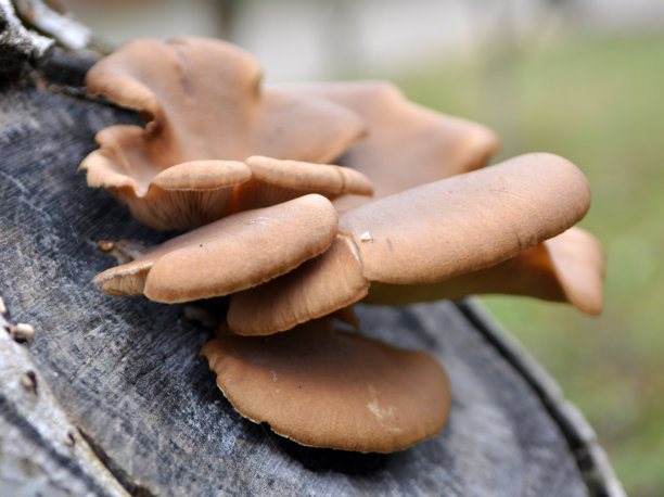 平菇(平菇)生长在野外图片下载