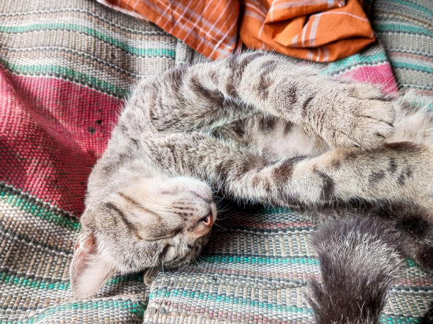 可爱的猫咪仰卧着睡觉图片下载