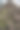 松林咖啡馆上树干的特写照片表面纹理。图片下载