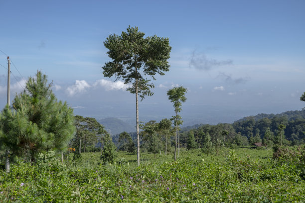 山顶的绿茶园景观，云天蓝天。图片下载