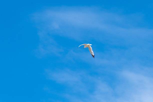 海鸥在蓝天白云的衬托下飞翔。在美国明尼苏达州的一个湖泊上空飞行图片下载