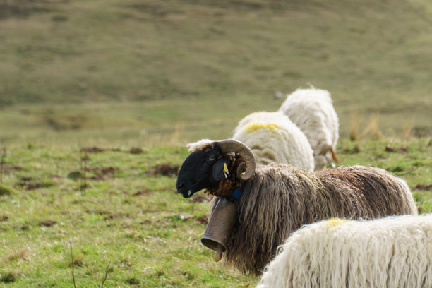 法国新阿基坦比利牛斯山，脖子上挂着铃铛的黑羊图片下载