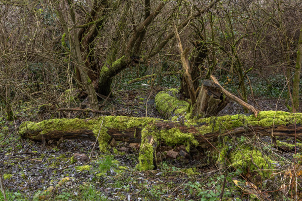德国梅因河下游的腐树和枯木图片下载