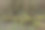德国梅因河下游的腐树和枯木图片下载