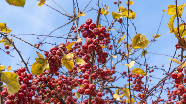 枝头上的杨梅蟹苹果或中国苹果低角度观察。包括选择性聚焦。图片下载