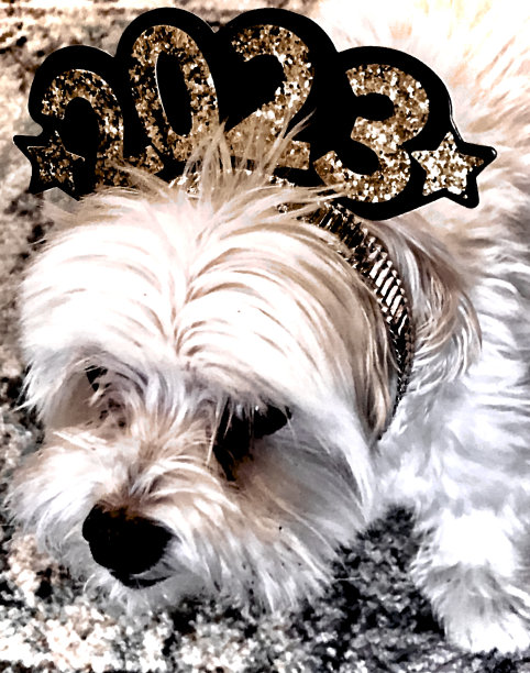 狗在新年图片下载